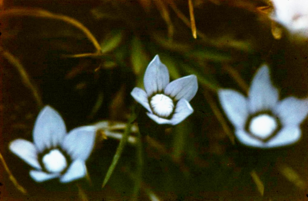 Альпийские цветы, Ледник Абрамова , фото  А. Карасева
