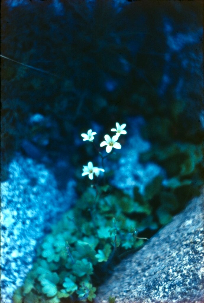 Альпийские цветы , фото с Ледника Абрамова из альбома А. Карасева 