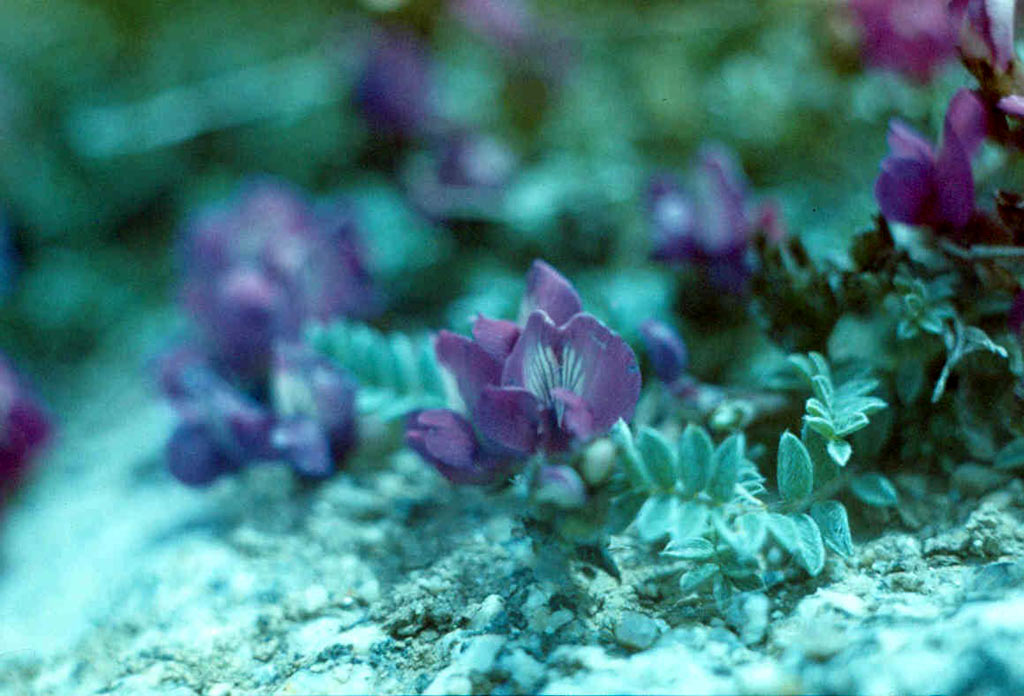 Цветущие первоцветы в альпийских лугах Алайского хребта.