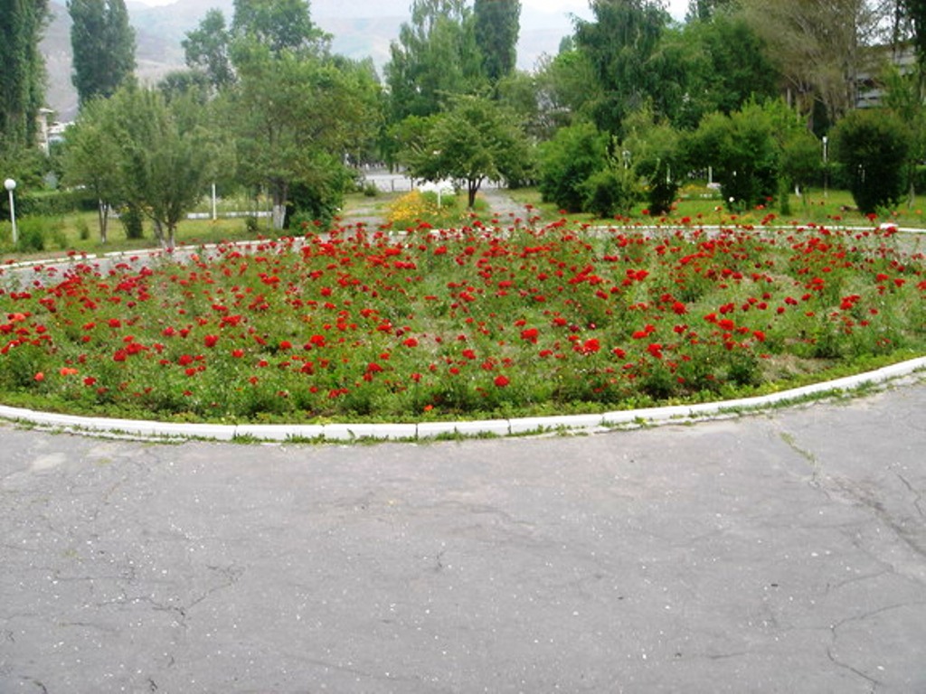 Розы перед управлением Хайдарканского ртутного комбината